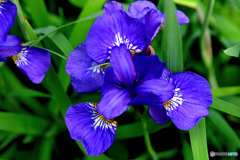 上から見た青紫色の花  