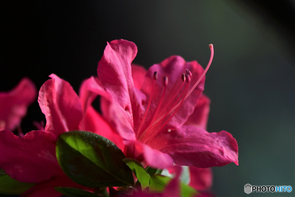 庭に咲いたつつじの花 23-122