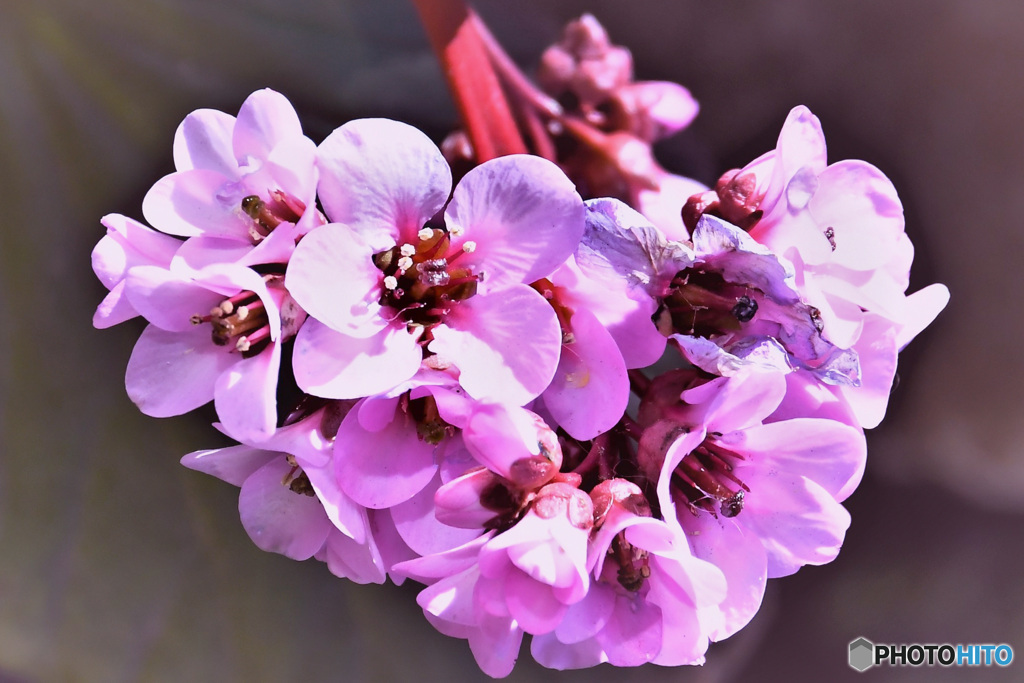 この寒い時期に開花した花