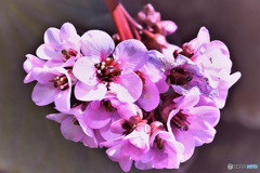 この寒い時期に開花した花