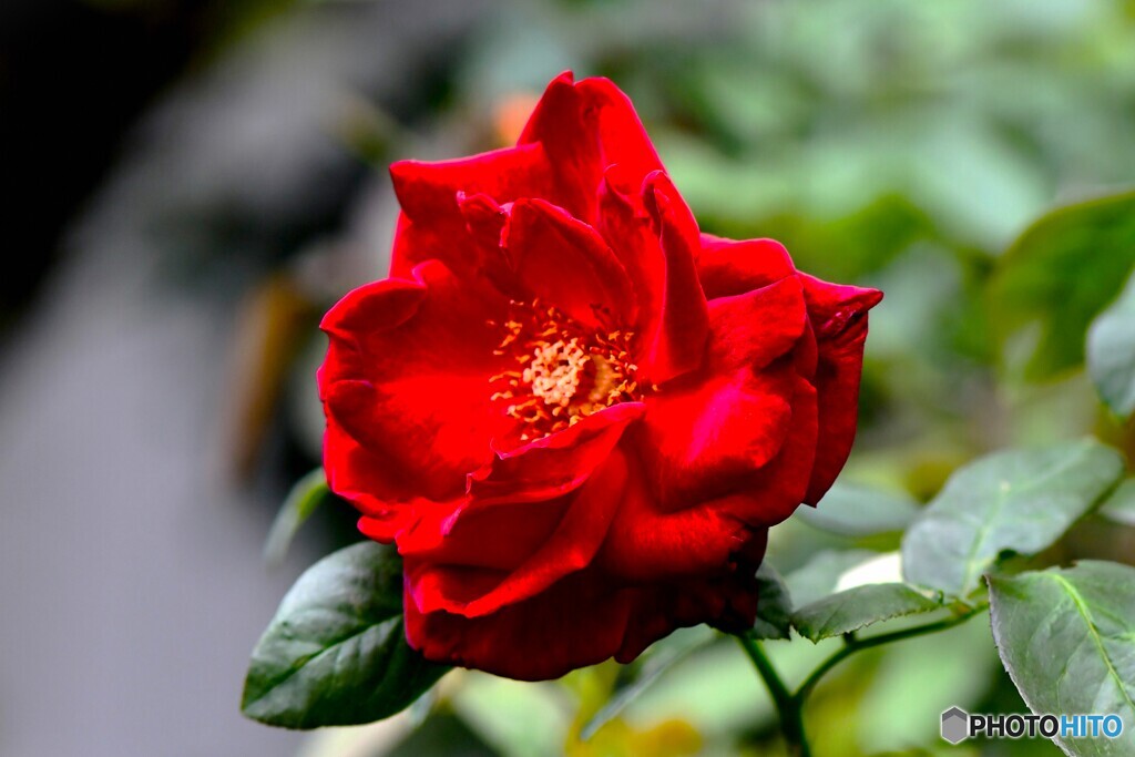  秋の庭に咲いたバラの花 