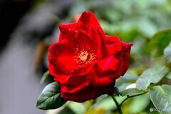  秋の庭に咲いたバラの花 