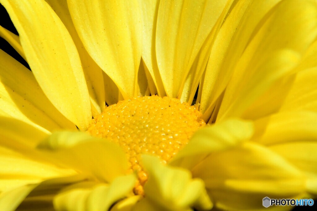 庭に咲いた黄色い菊の花