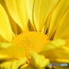 庭に咲いた黄色い菊の花