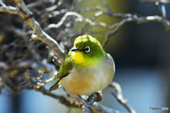 野山の鳥 22-170 メジ君