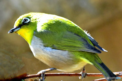 野山の鳥 メジ君