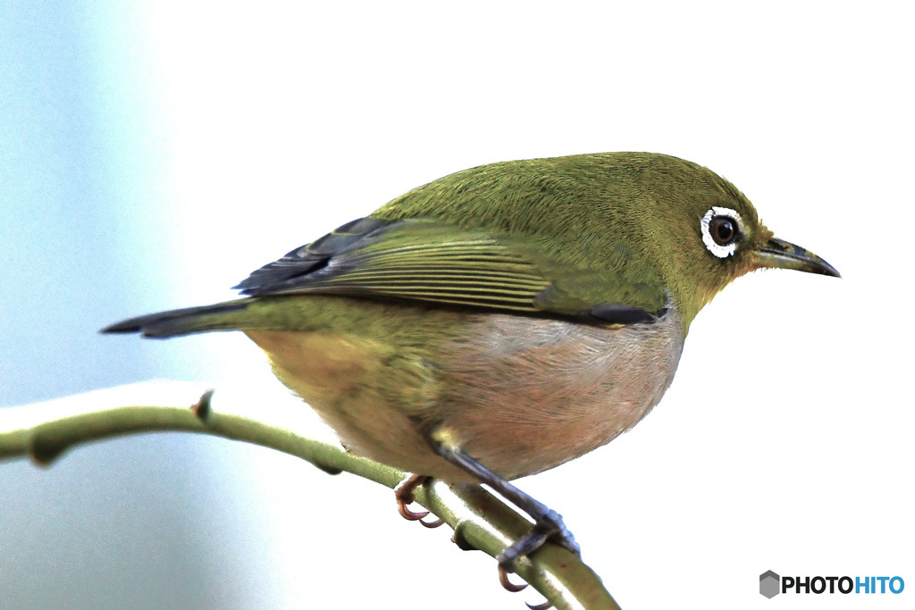 野山の鳥 メジ君