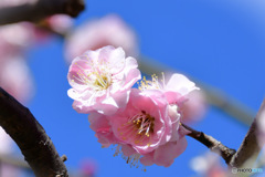２月に咲いた薄紅色の梅の花と青空