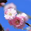 ２月に咲いた薄紅色の梅の花と青空