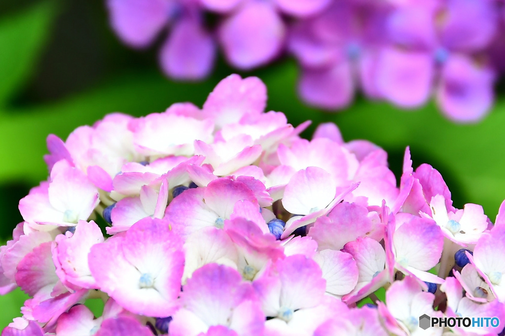 庭に咲いた紫陽花の花  21-411  