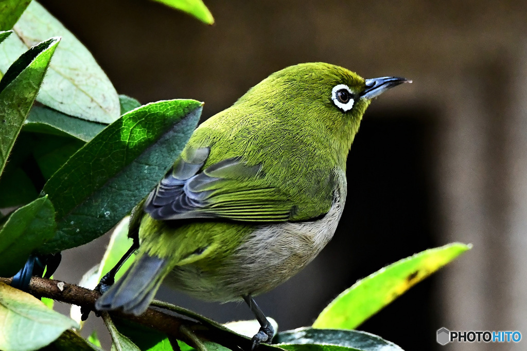 野山の鳥 22-142 メジ君