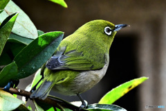 野山の鳥 22-142 メジ君