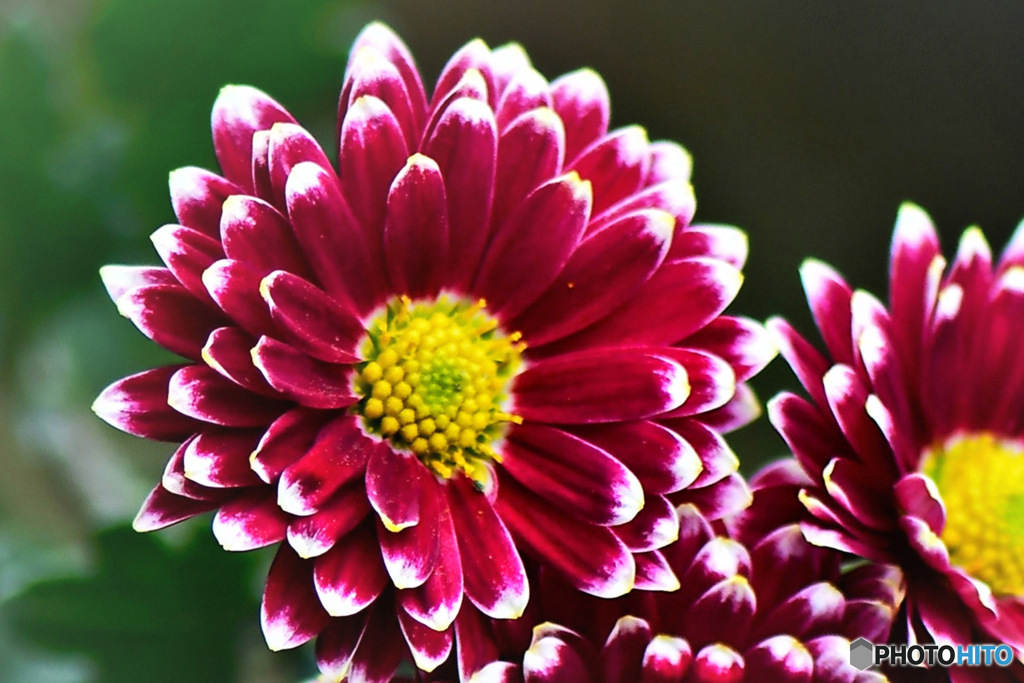 庭に咲いた花 23-313