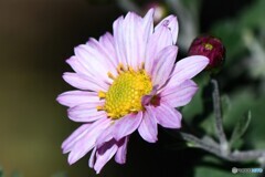  庭に咲いた花  