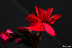 庭に咲いた赤い花  21-319