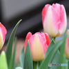 庭に咲いたチューリップの花