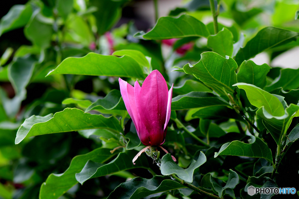 庭に時期外れの紫木蓮の花が咲いていました 23-243 