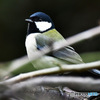 野山の鳥 22-238 四十雀さん