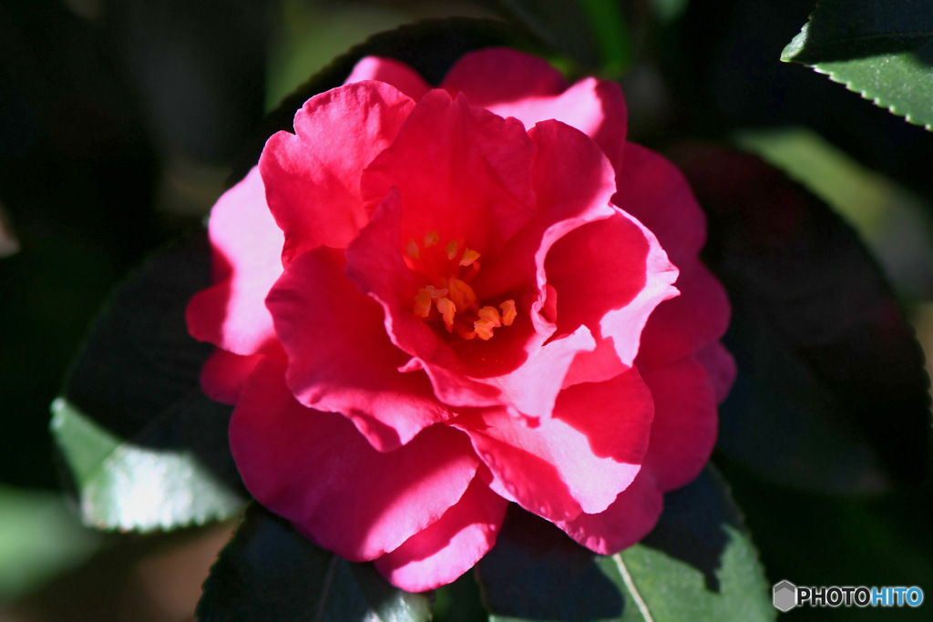  庭に咲いたサザンカの花  