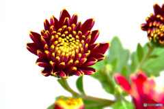 庭に咲いた花 23-310 