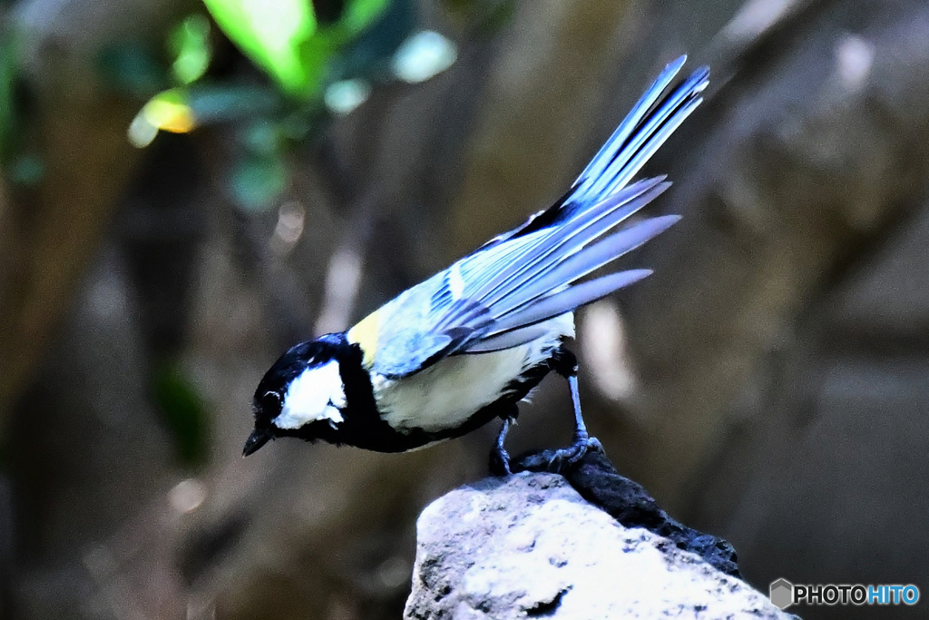 野山の鳥 飛び出し寸前  21-227