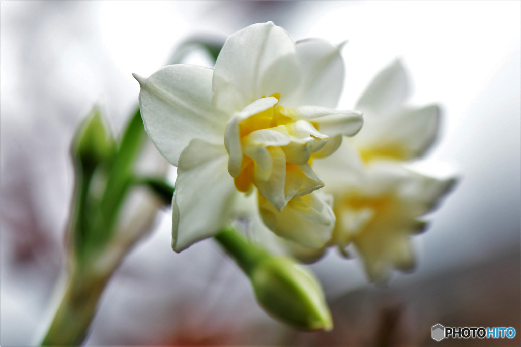 庭に咲いた水仙の花 23-016