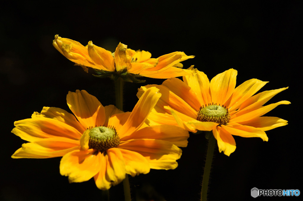 庭に咲いた花 23-294 