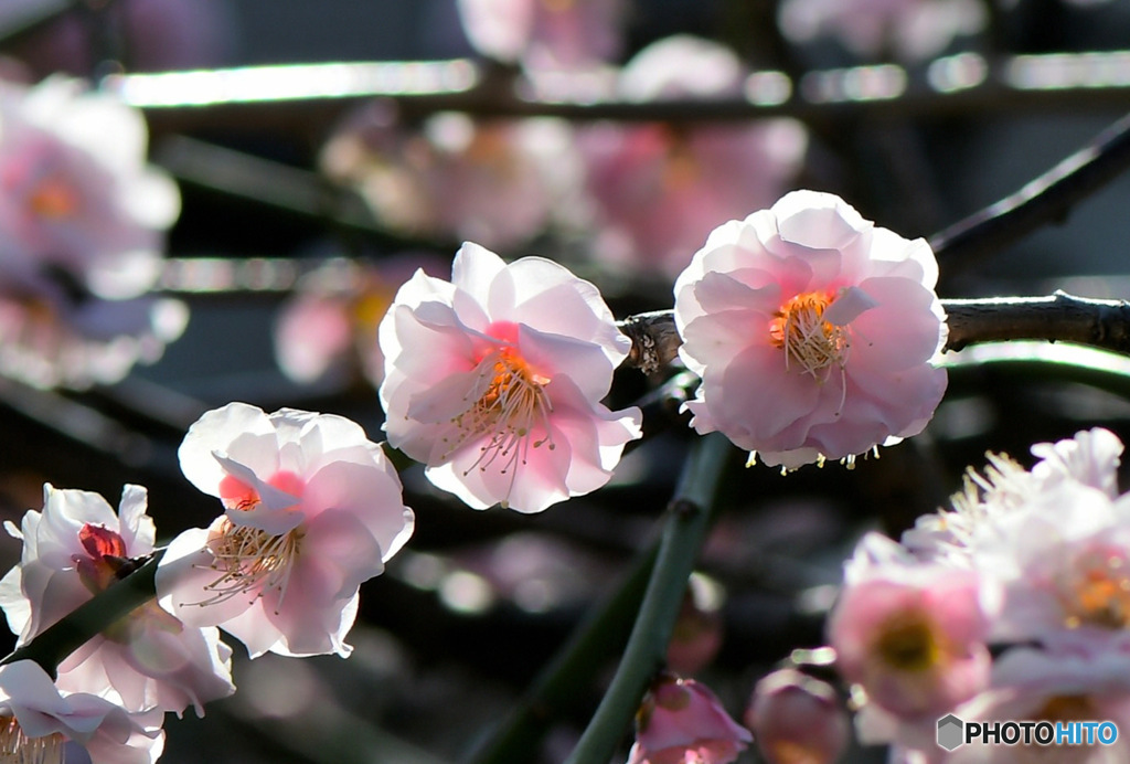 淡い色の紅梅  (透過)
