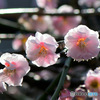 淡い色の紅梅  (透過)