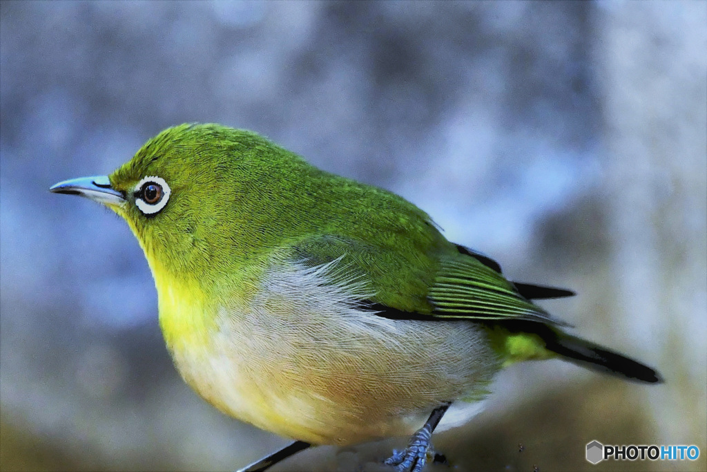 野山の鳥 22-042 メジ君