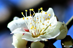 今日の白梅の花 22-024