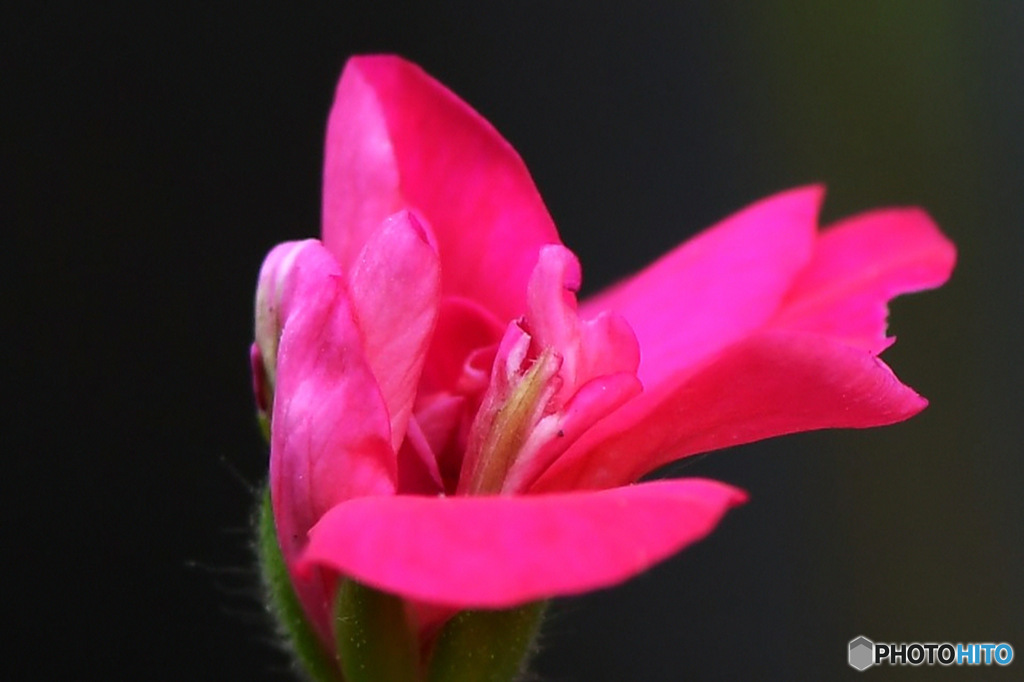 庭に咲いた赤い花