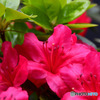庭に咲いた春の花 23-318