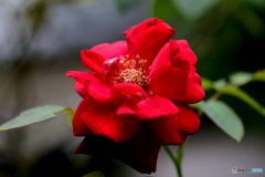 庭に咲いた赤いバラの花 23-221