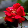 庭に咲いた赤いバラの花 23-221