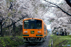 2000年5月 春 弘前旅行