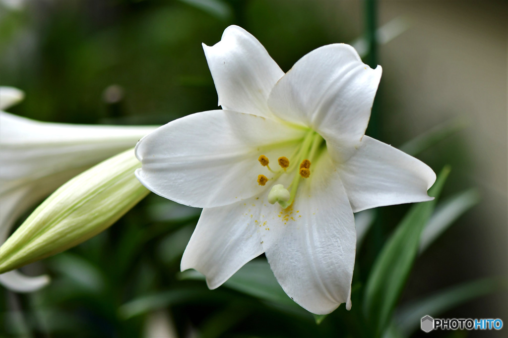 庭に咲いたユリの花 23-226