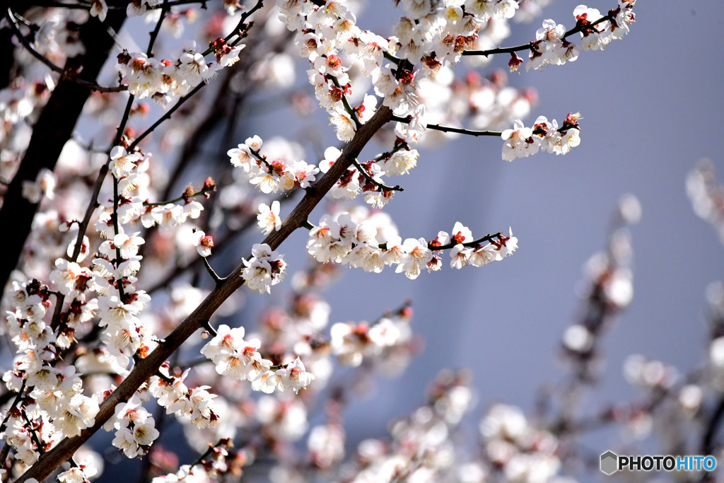 ２月に咲いた満開の白梅  