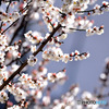 ２月に咲いた満開の白梅  