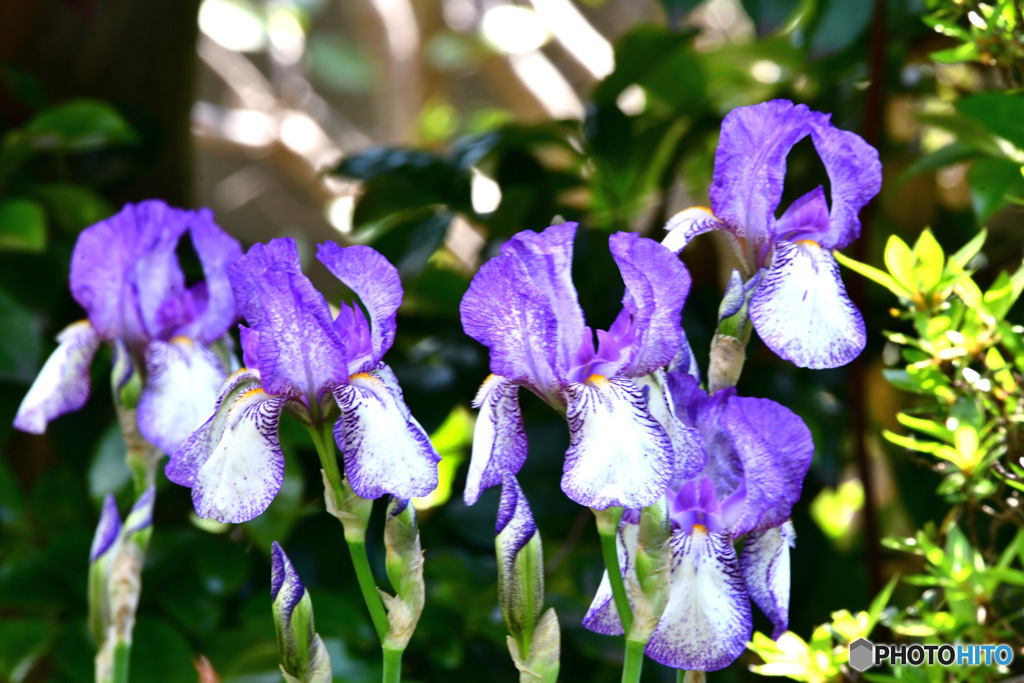 庭に咲いた五兄弟の花 