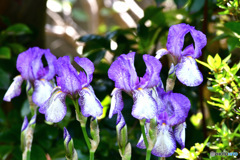 庭に咲いた五兄弟の花 