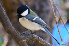 野山の鳥   21-196  四十雀さん