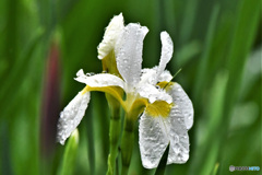 庭に咲いた白アヤメの花 雨に濡れる 22-246 