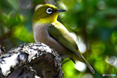 野山の鳥 22-239 メジ君