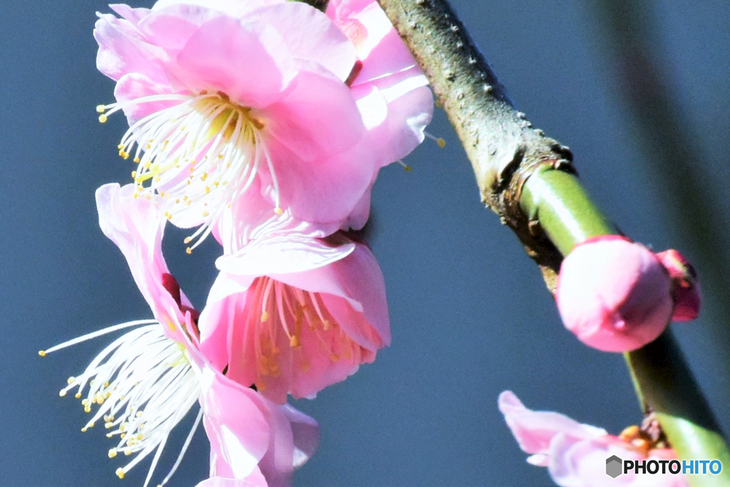 枝垂れ梅の花   22-129