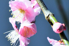 枝垂れ梅の花   22-129