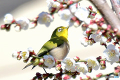 野山の鳥  メジロ