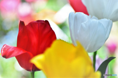 庭に咲いたチューリップの花 22-194
