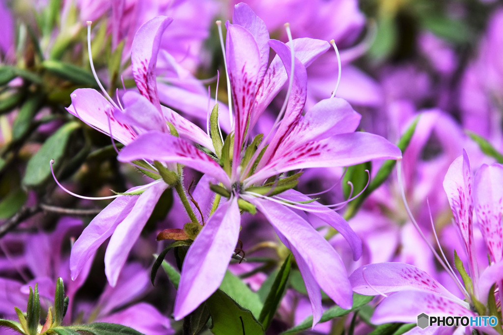 庭に咲いたつつじの花  