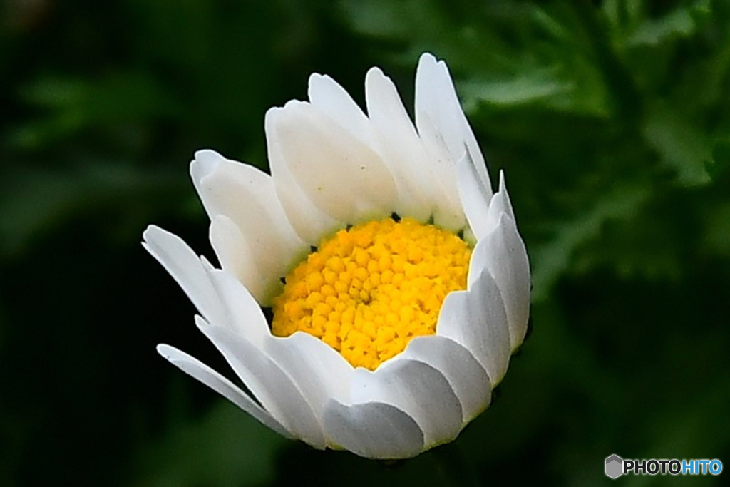 庭に咲き始めた春の花   21-210